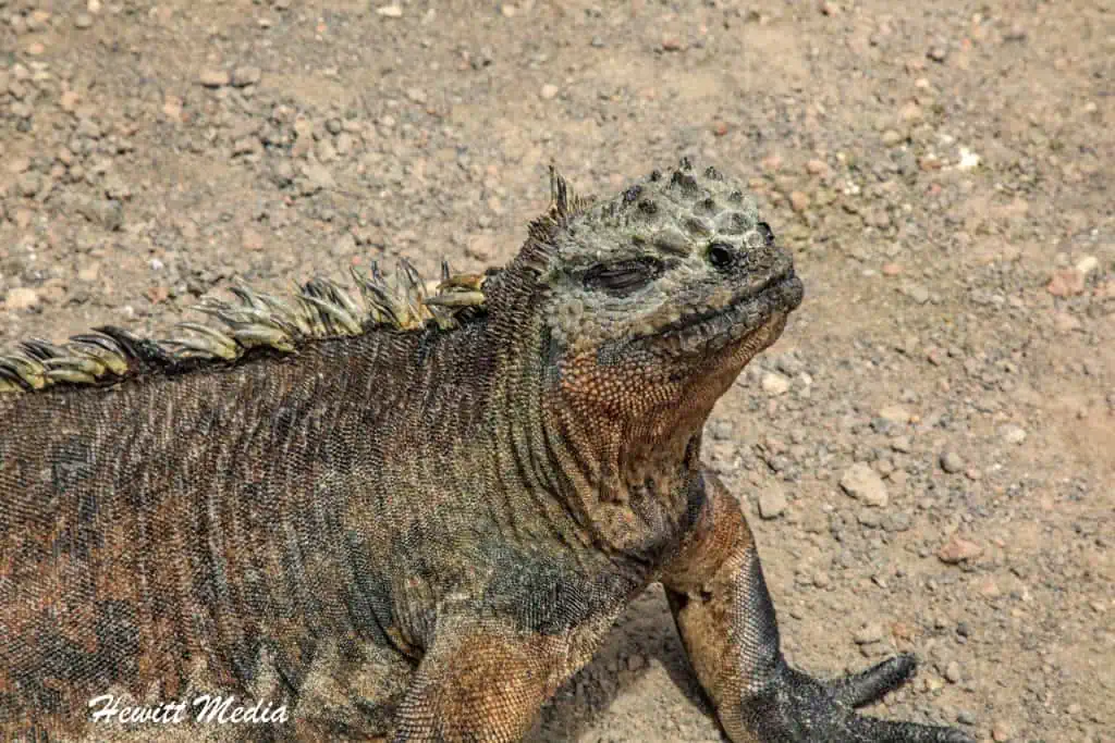 Visit the Galápagos Islands