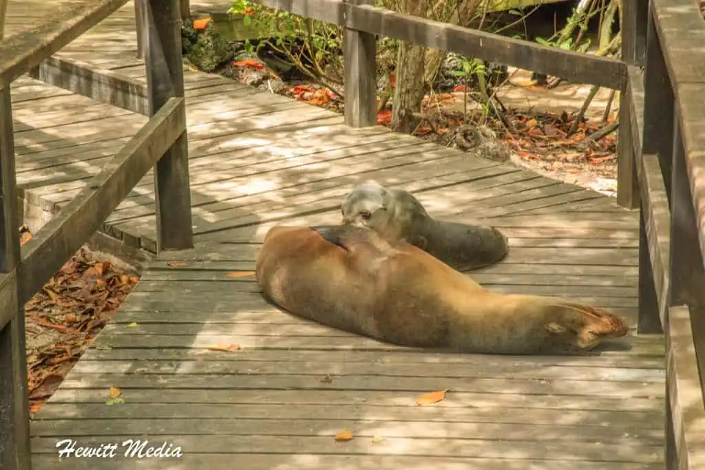 Visit the Galápagos Islands
