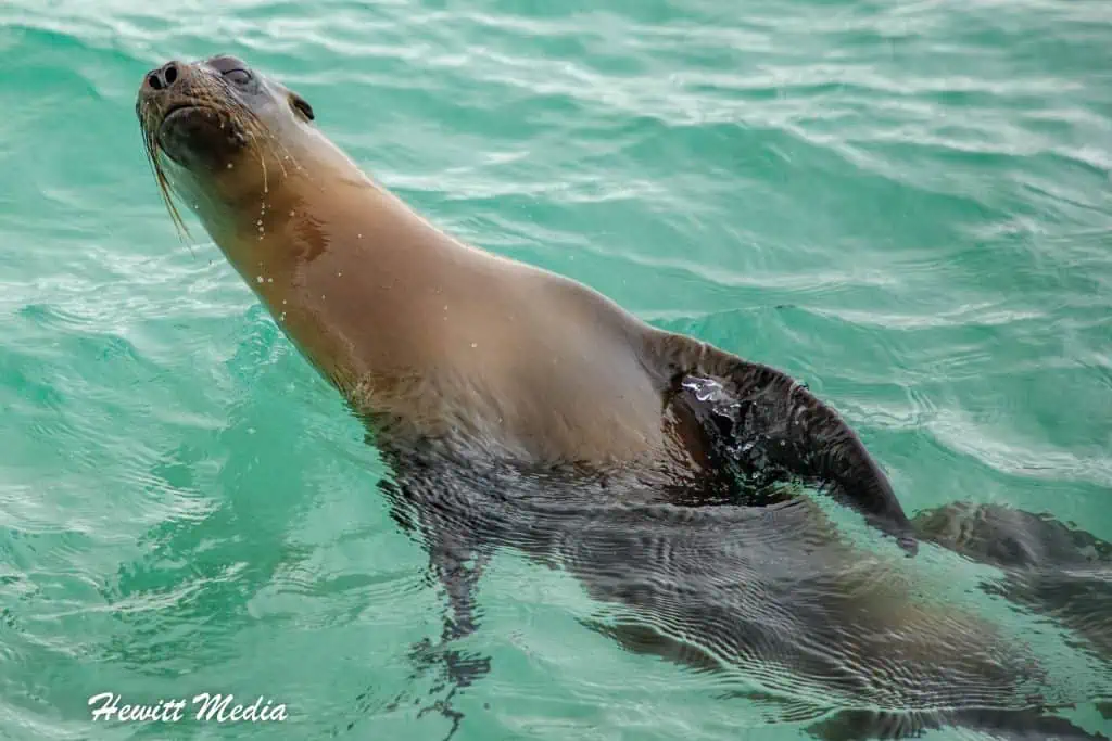 Visit the Galápagos Islands