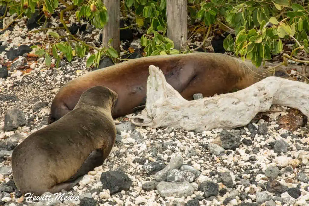 Visit the Galápagos Islands