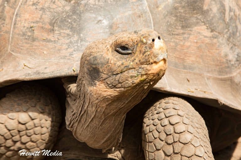 The Ultimate Galápagos Islands Wildlife Guide
