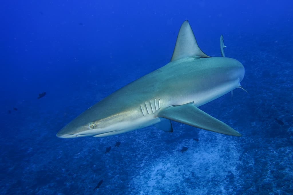 Galápagos Islands Scuba Diving and Snorkeling - Galapagos Shark