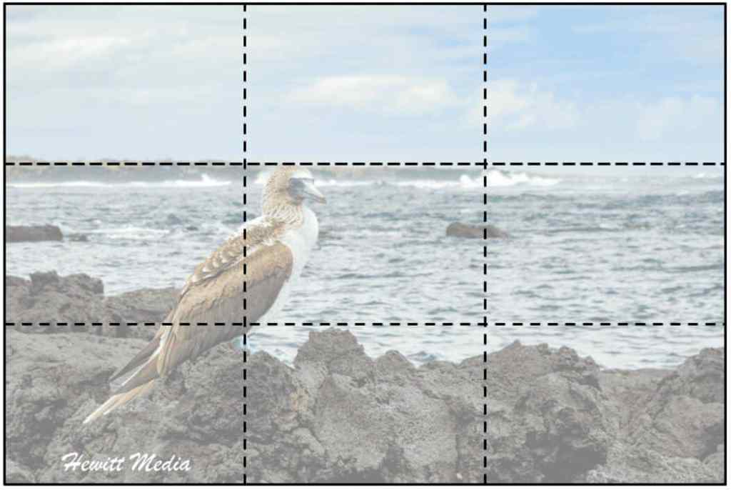 Rule of Thirds Galápagos Photography Guide - Rule of Thirds