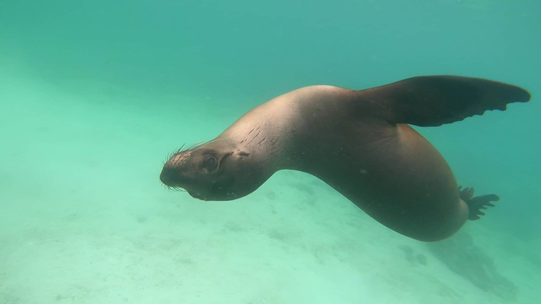 Galápagos Sea Lion Galápagos Photography Guide