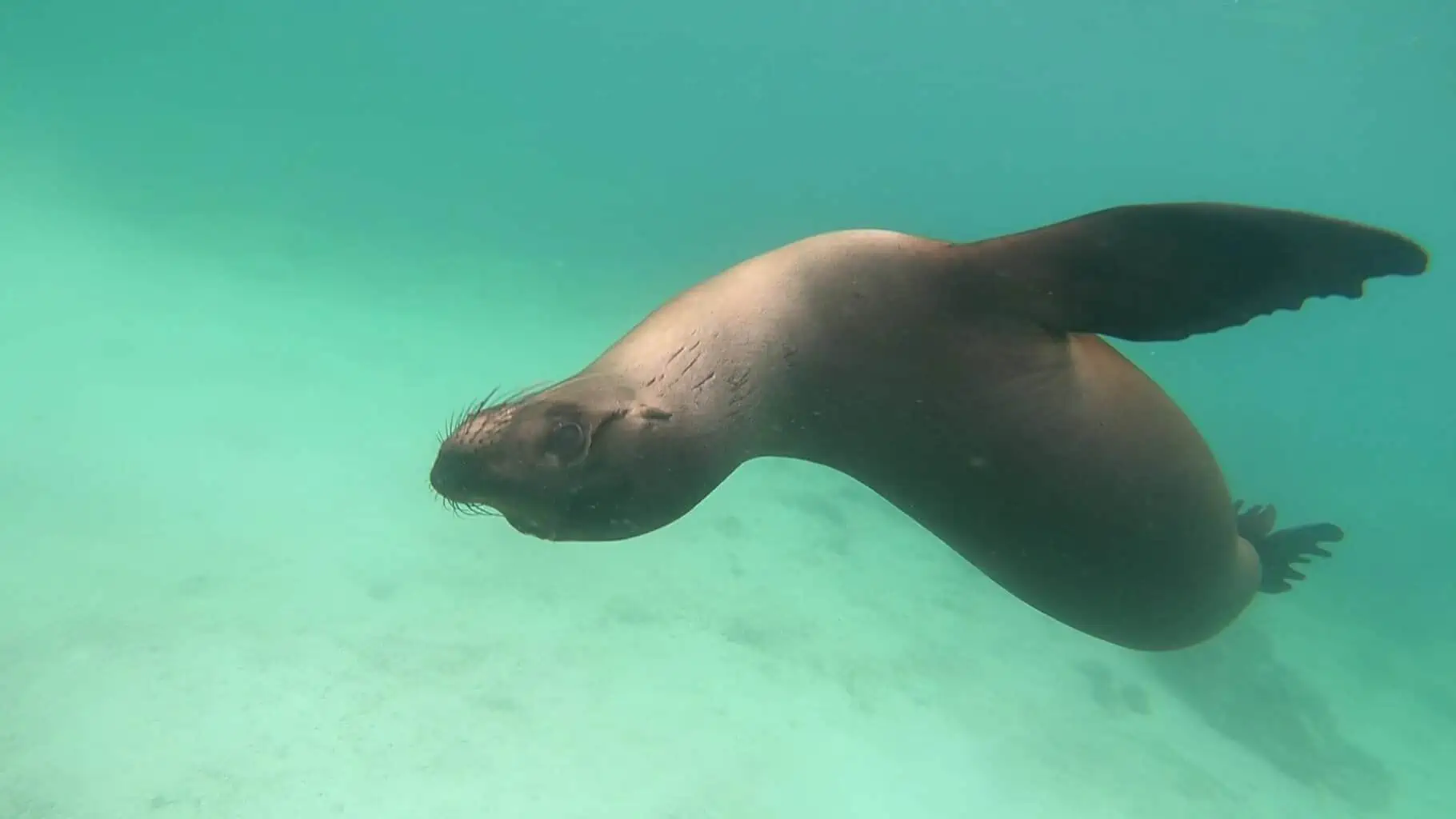 Galápagos Photography Guide
