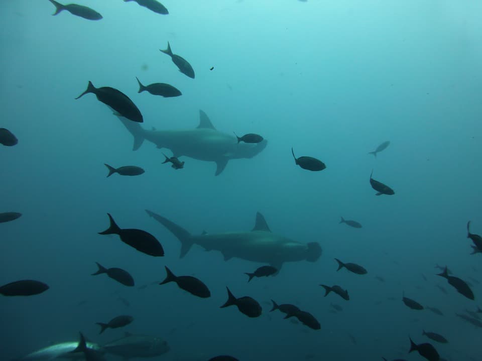 Galápagos Islands Scuba Diving and Snorkeling