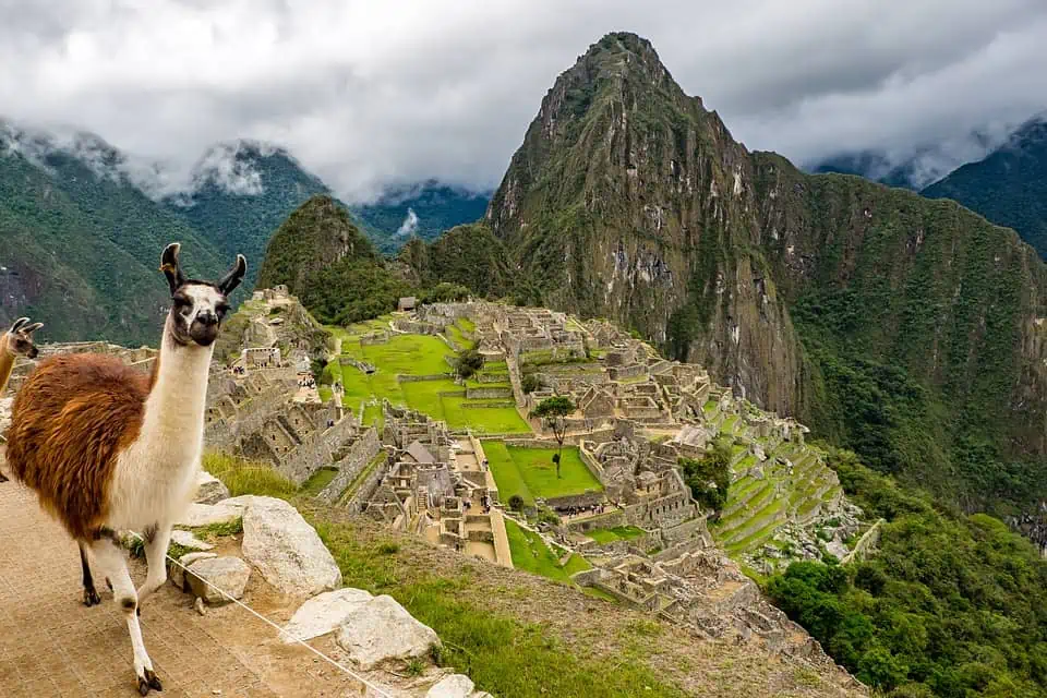 Machu Picchu Wildlife