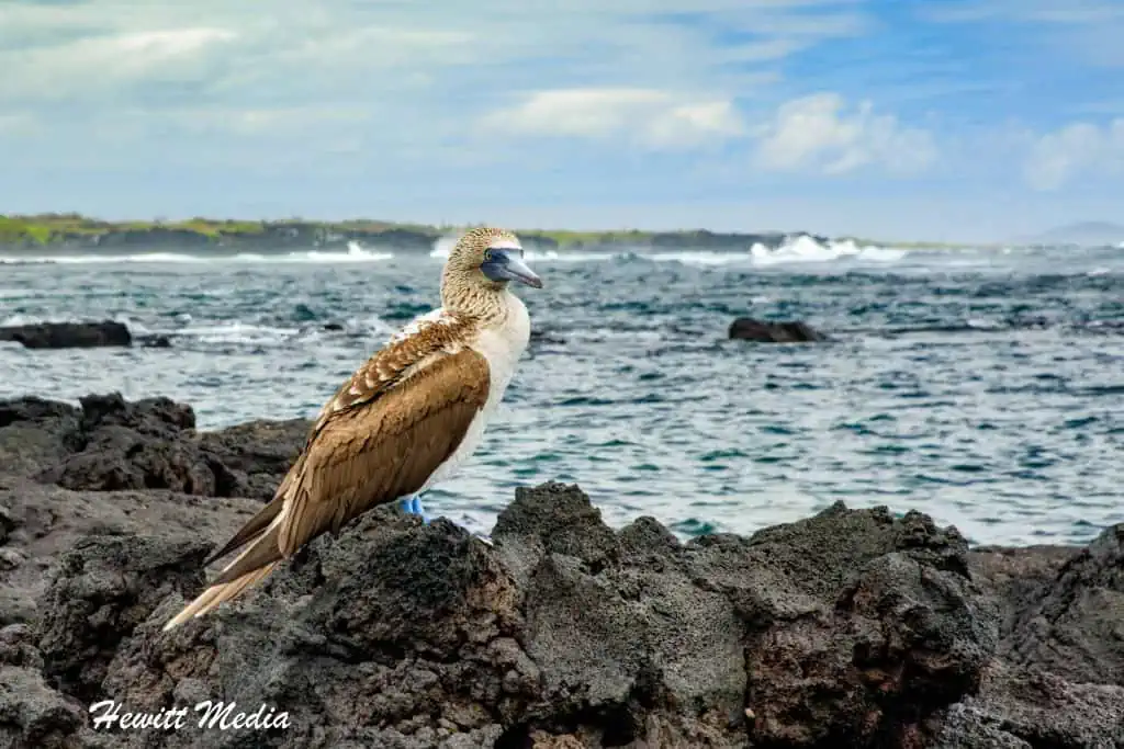Visit the Galápagos Islands