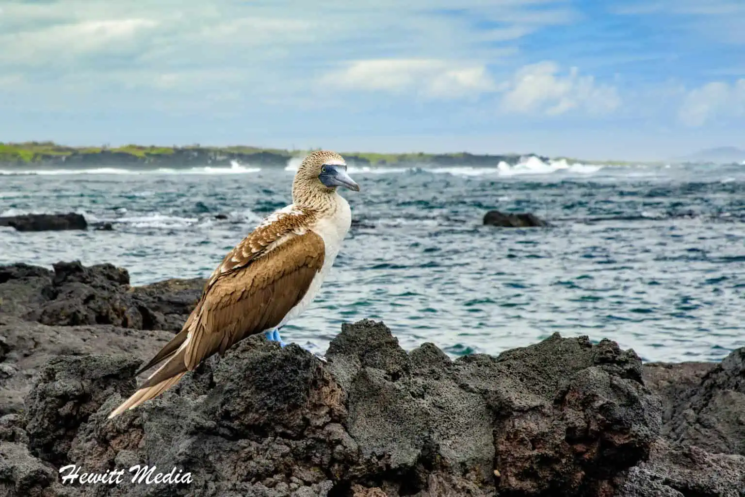Galapagos Blue-footed Booby