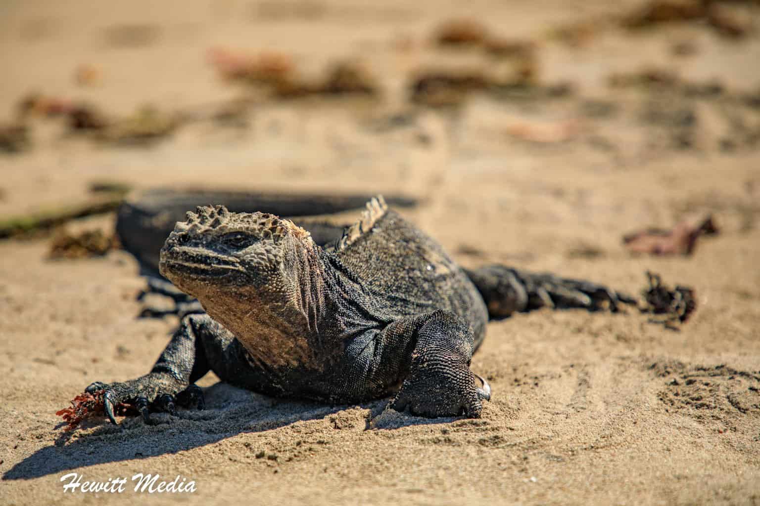Galapagos Marine Iguana