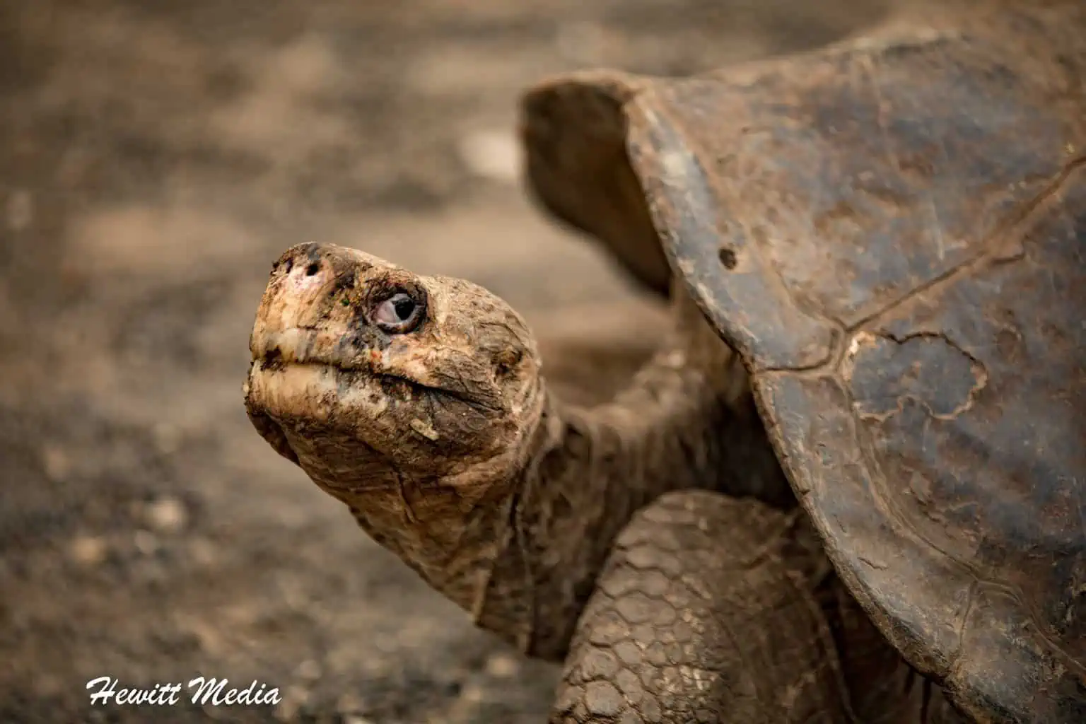 Galápagos Islands Tortoise