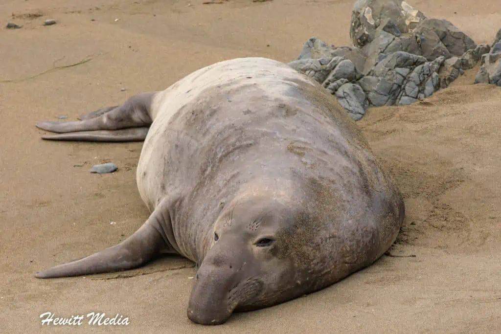 California Northern Elephant Seals