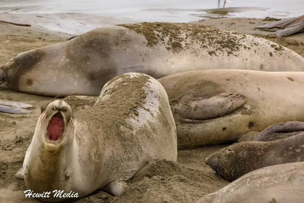 California Northern Elephant Seals