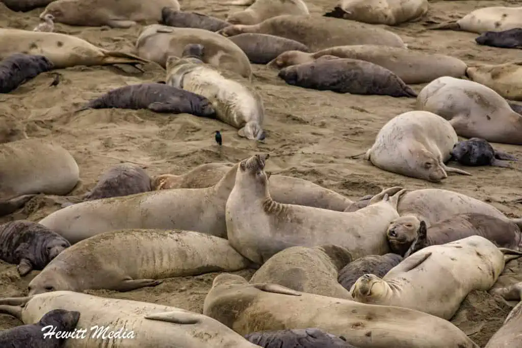 California Elephant Seal Viewpoint
