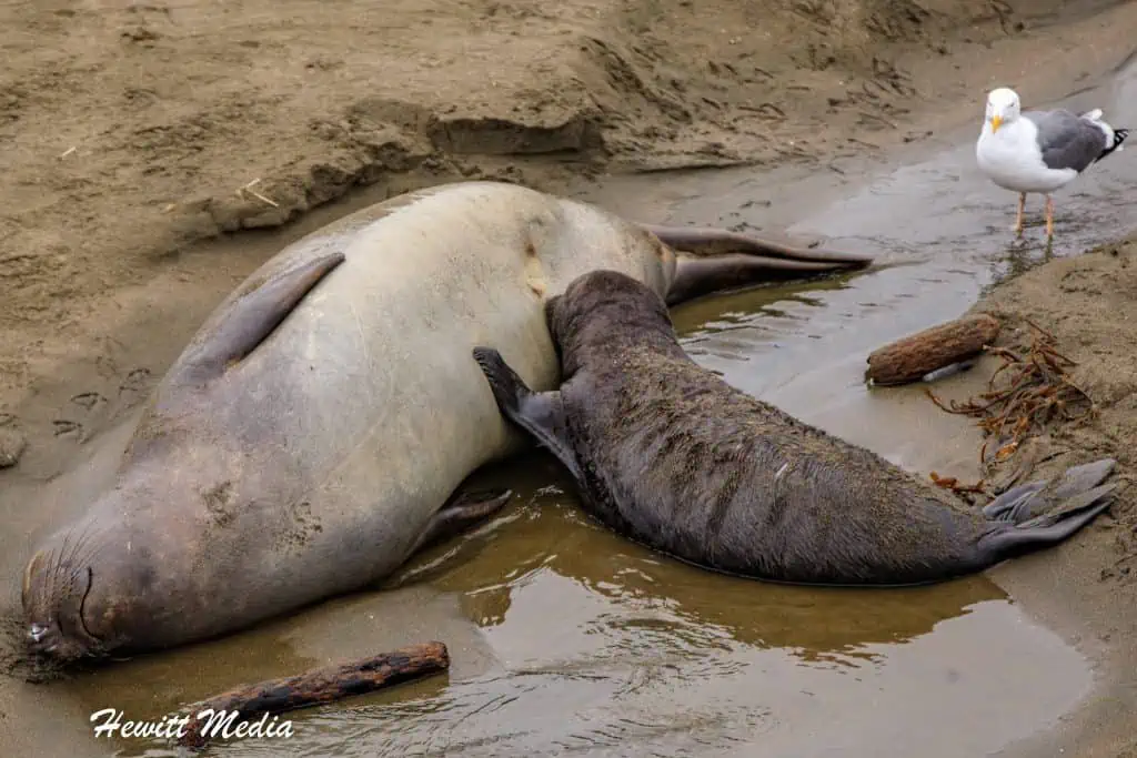 California Elephant Seal Viewpoint