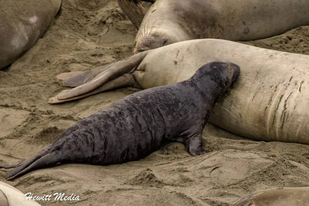 California Elephant Seal Viewpoint