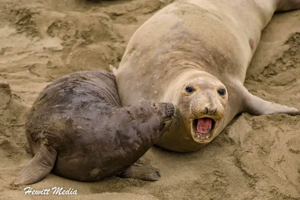 California Northern Elephant Seals