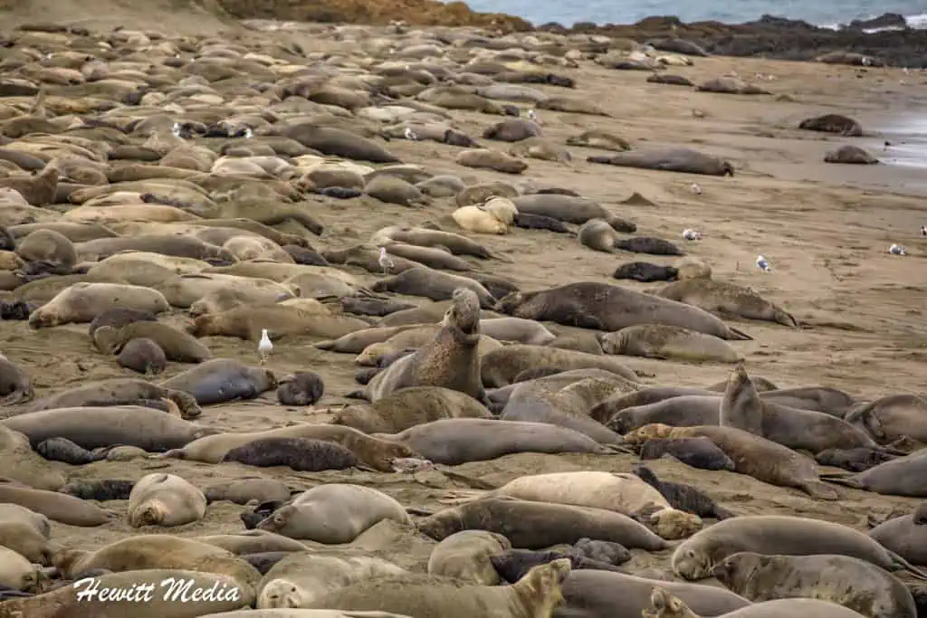 California Northern Elephant Seals