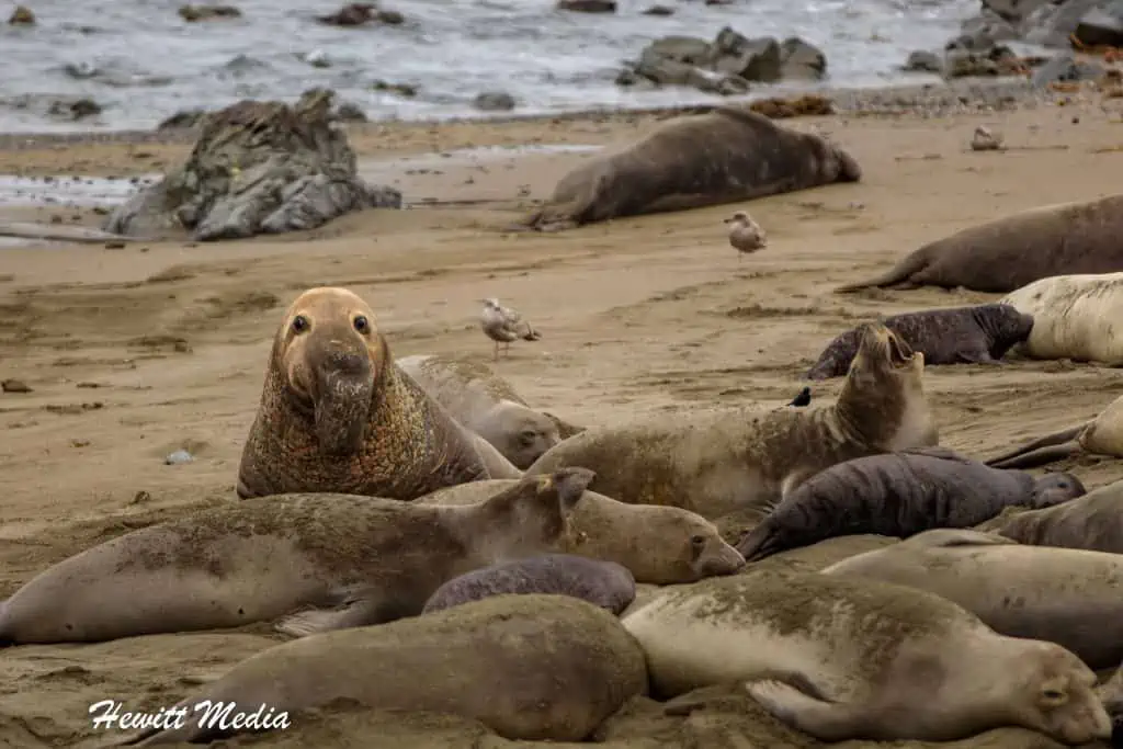 California Elephant Seal Viewpoint