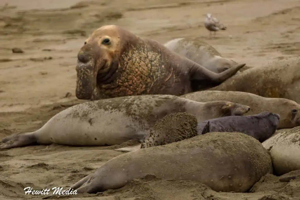 California Northern Elephant Seals