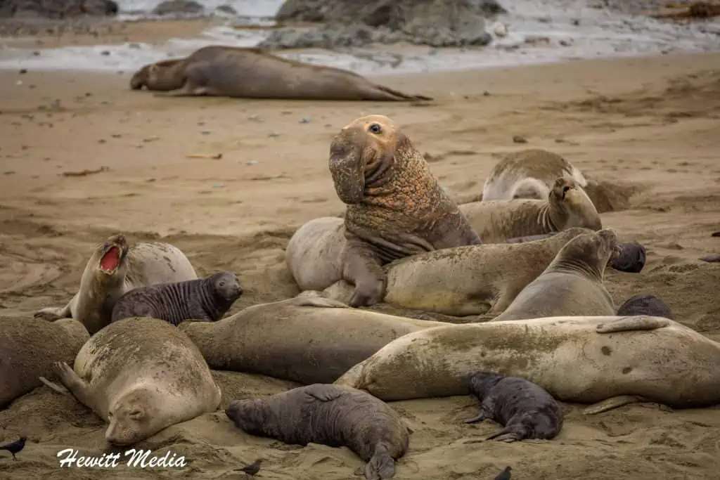 California Elephant Seal Viewpoint