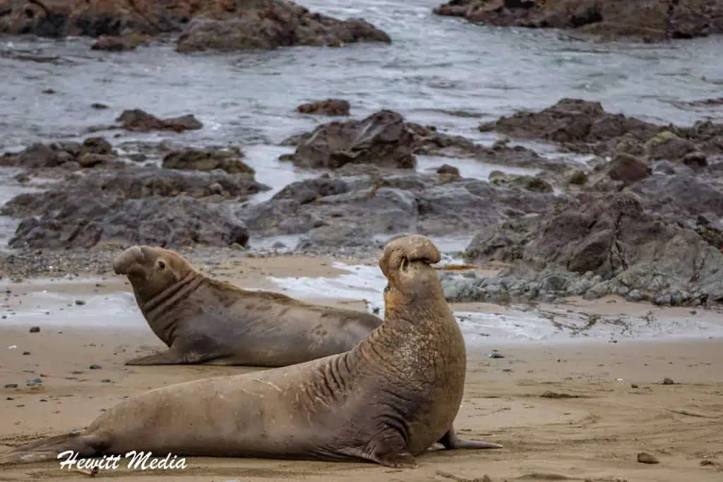 California Northern Elephant Seals