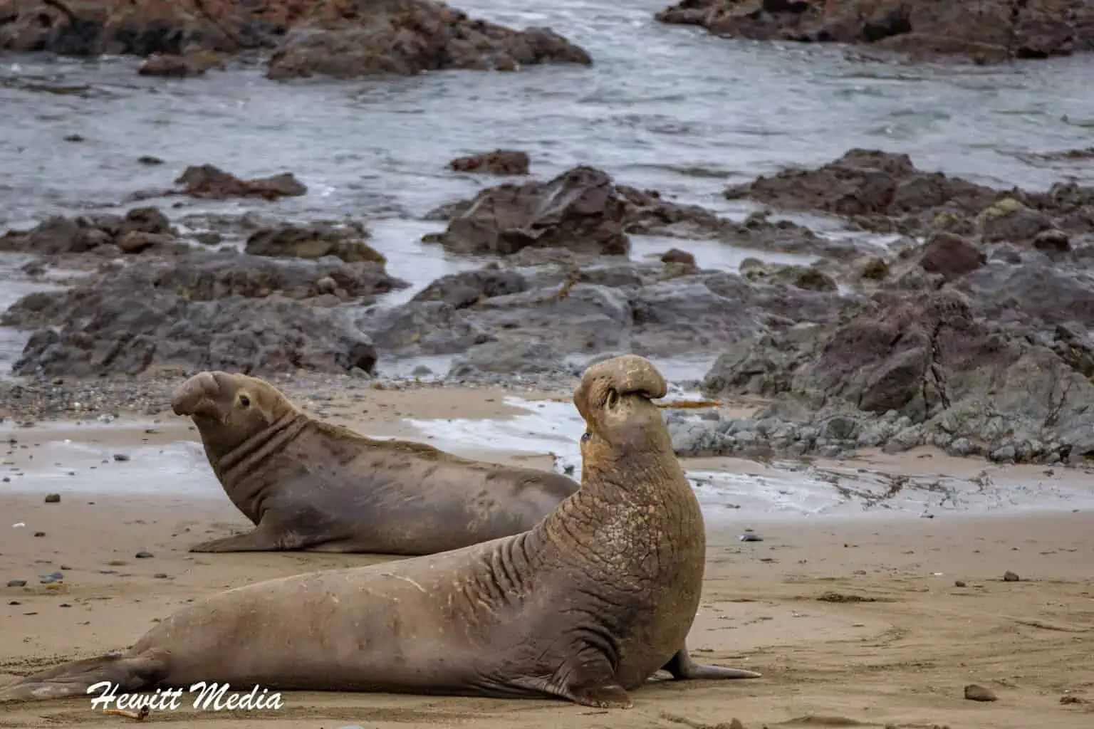 California Northern Elephant Seals