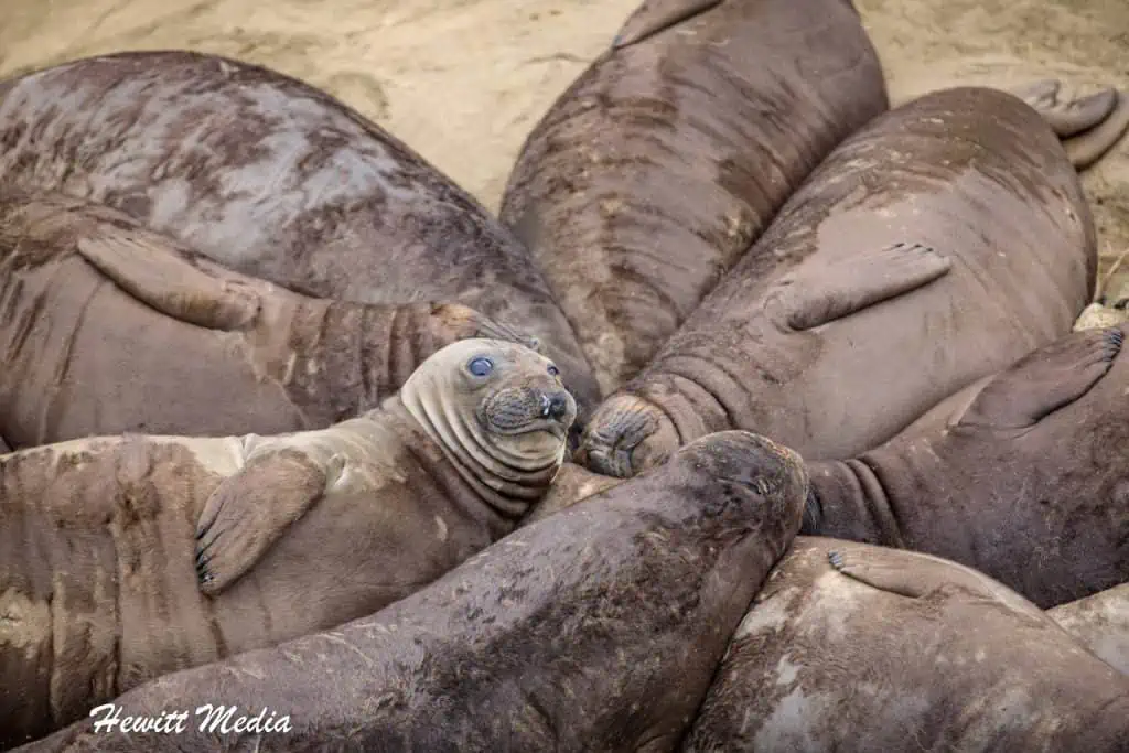 California Northern Elephant Seals