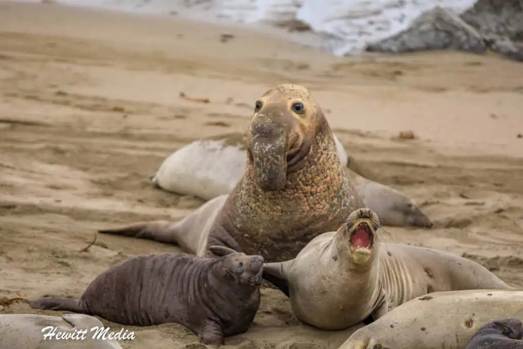 California Northern Elephant Seals