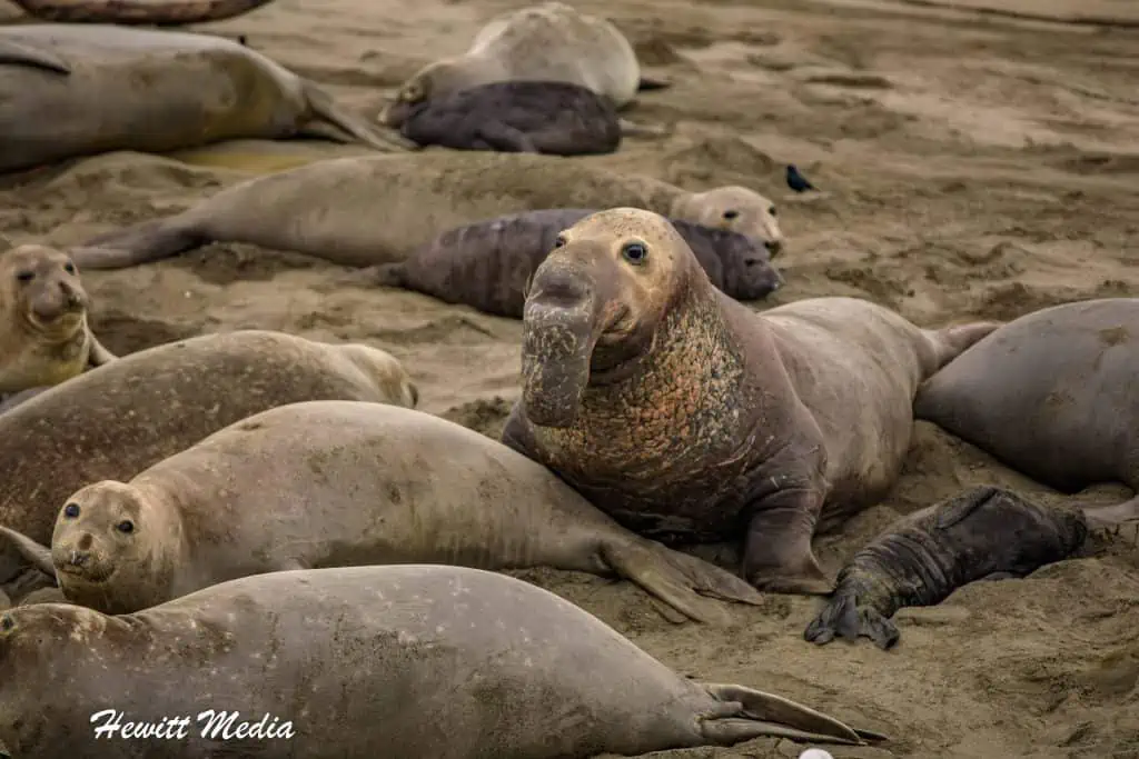 California Northern Elephant Seals