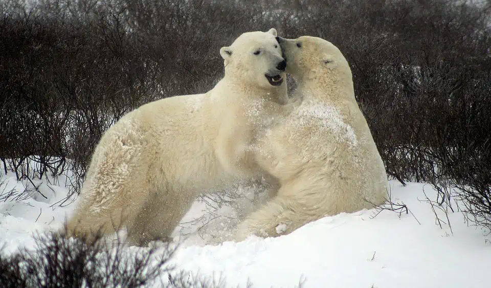 Top Travel Experiences - See Polar Bears in Churchill