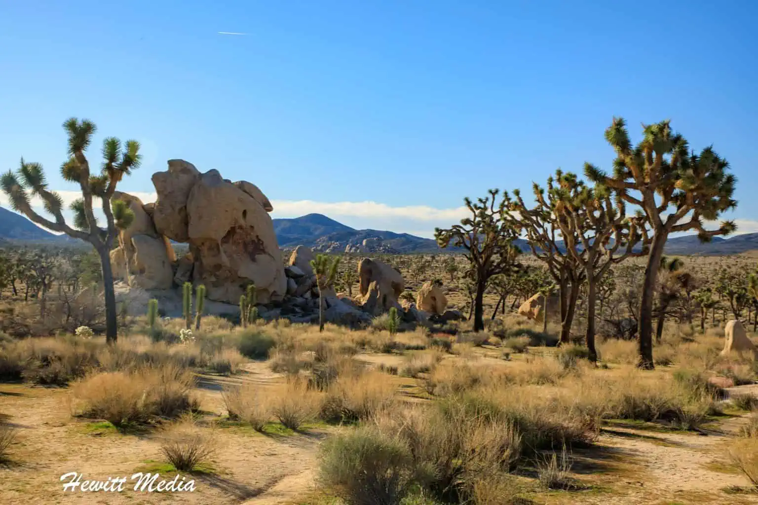An All You Need Joshua Tree National Park Guide