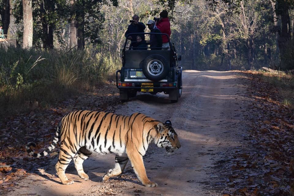 Top Travel Experiences - Tiger Safari India