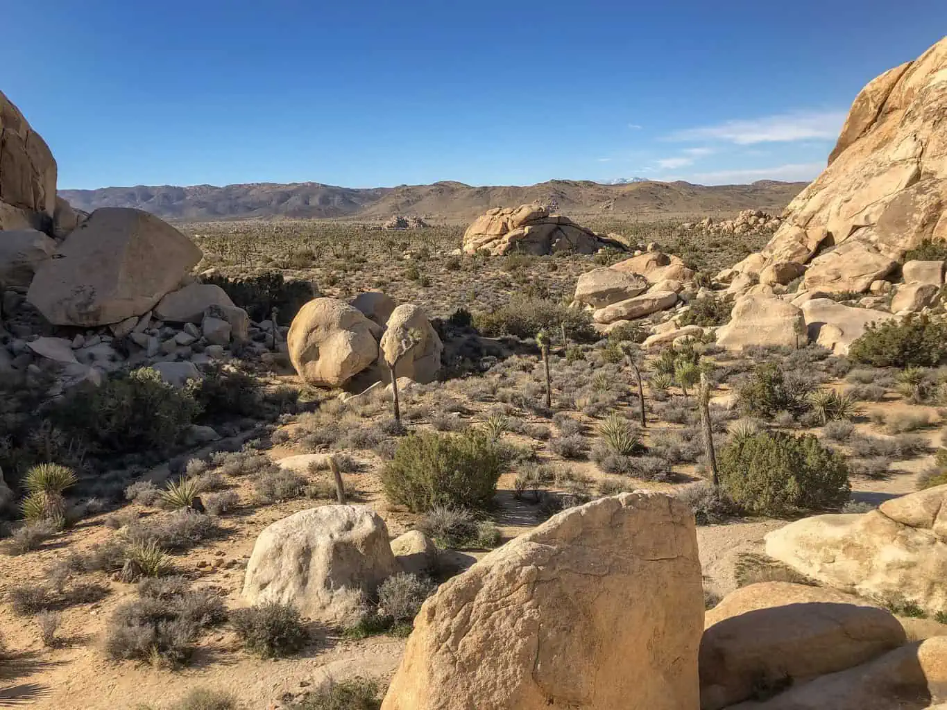 Joshua Tree National Park