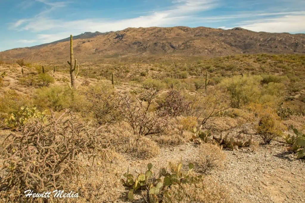 Saguaro National Park Guide