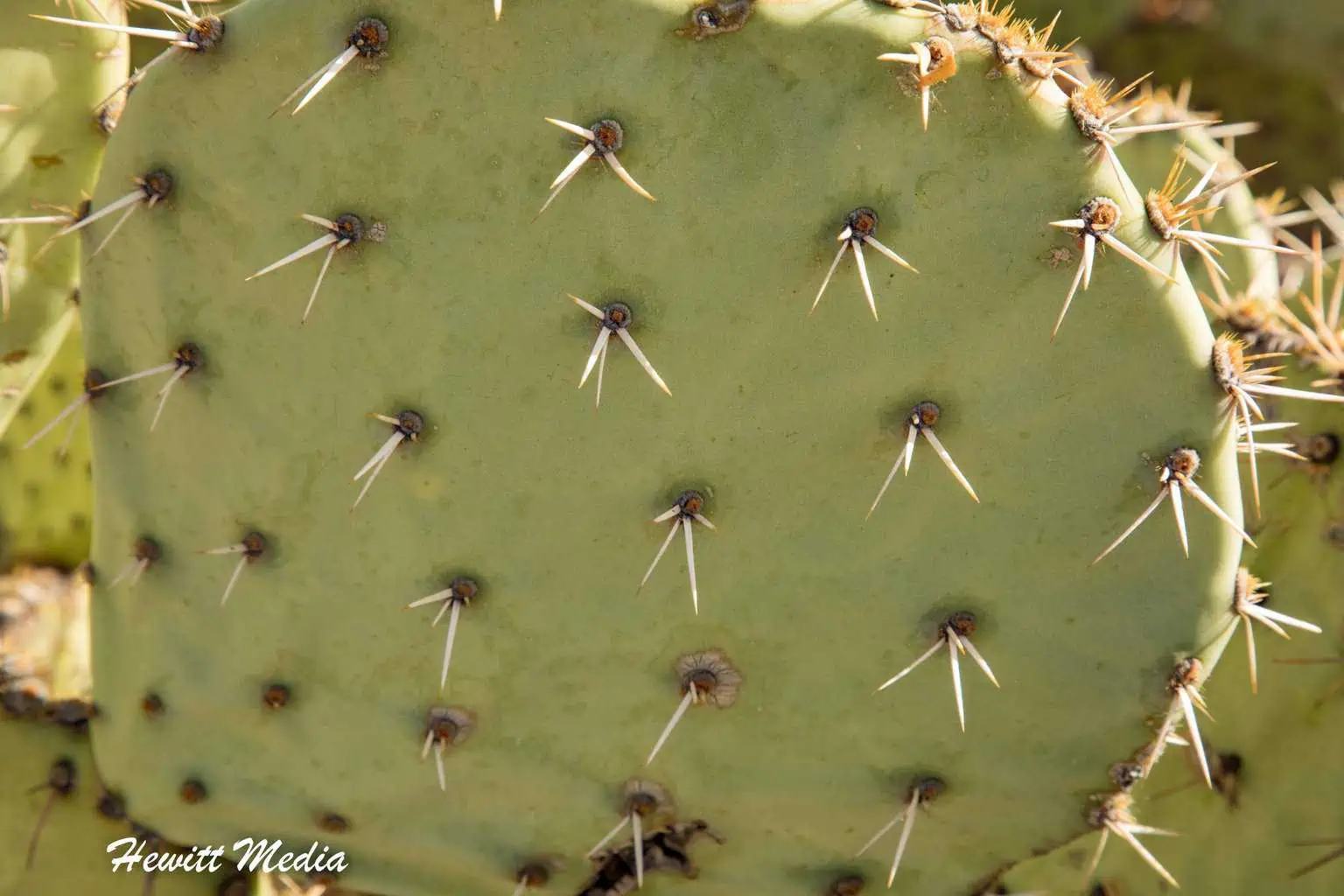 Saguaro National Park