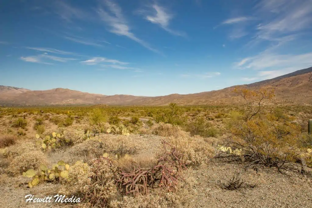 Saguaro National Park Guide