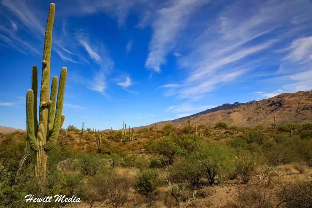 Saguaro National Park Guide