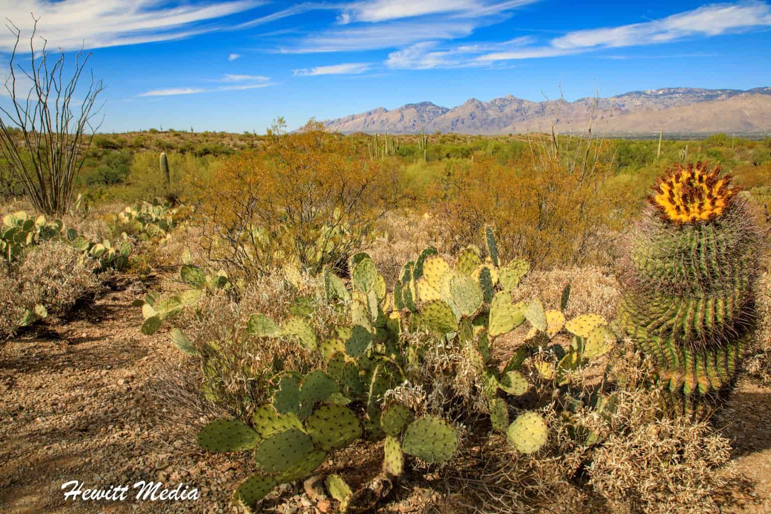 Beautiful Cactus Flowers