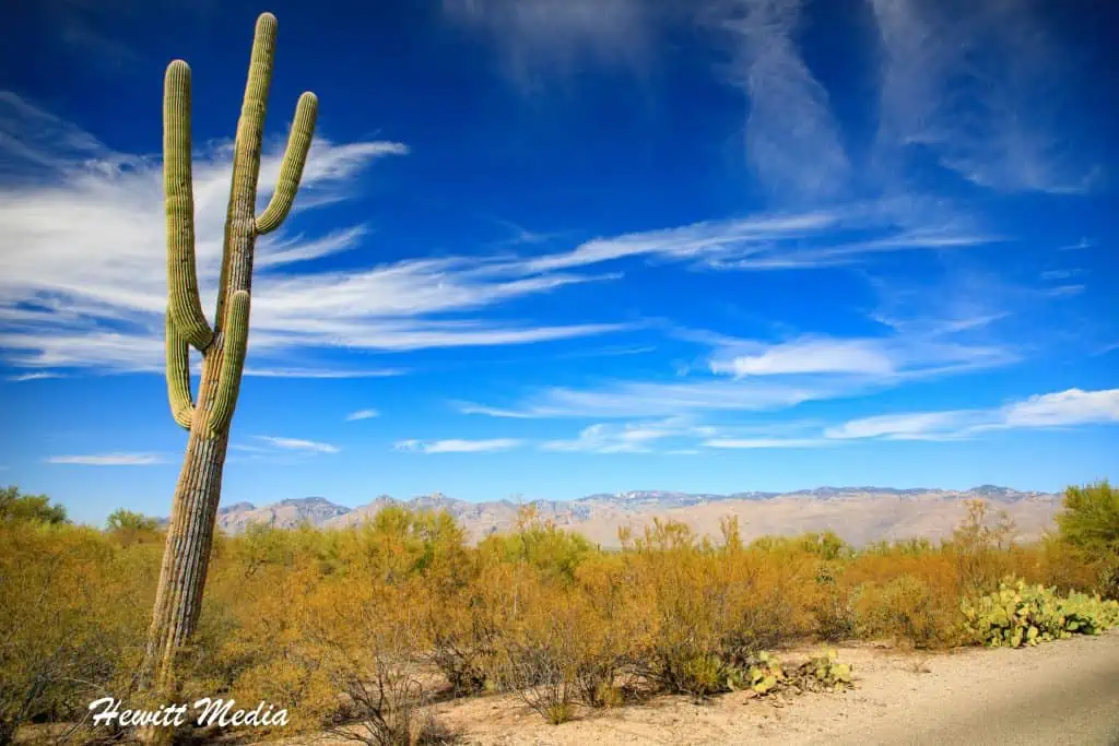 Saguaro National Park Guide