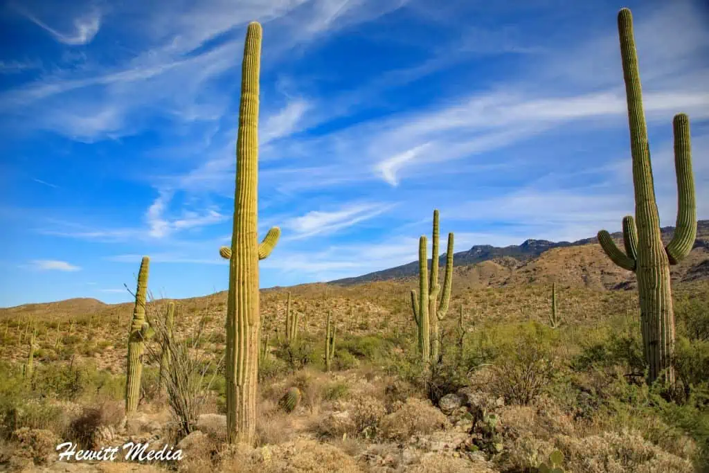 Saguaro National Park Guide