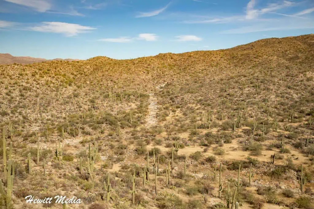 Saguaro National Park Guide
