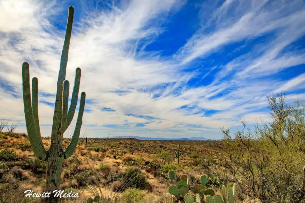 Saguaro National Park Guide