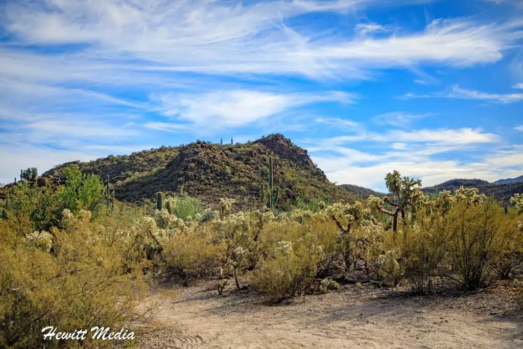 Saguaro National Park Guide