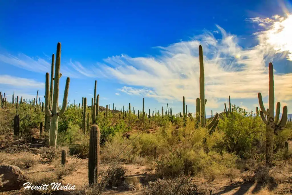 Saguaro National Park Guide