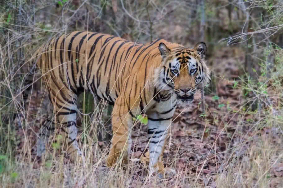 Top Wildlife Destinations - Bandhavgarh National Park
