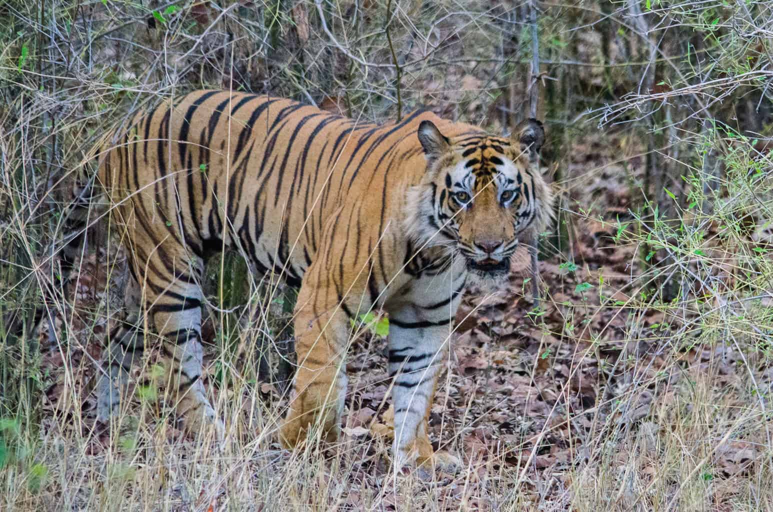 Top Wildlife Destinations - Bandhavgarh National Park
