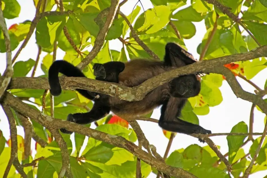 Top Wildlife Destinations - Corcovado National Park