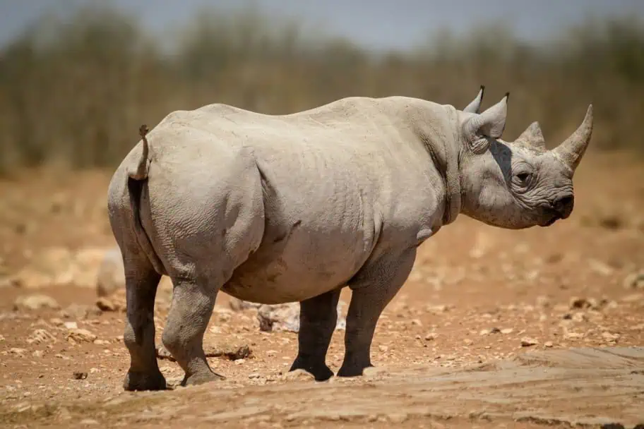 Top Wildlife Destinations - Etosha National Park