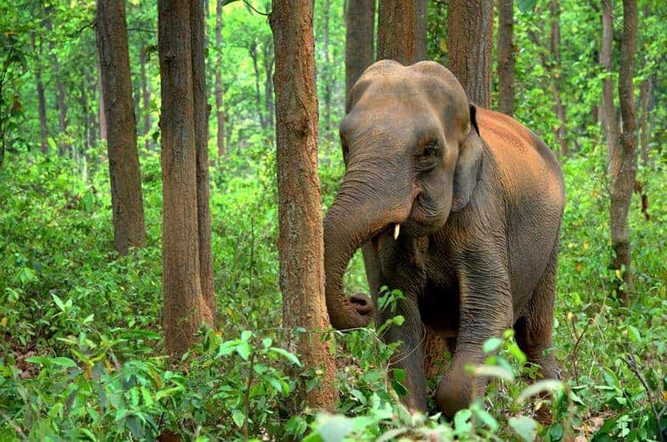 Top Wildlife Destinations - Jim Corbett National Park